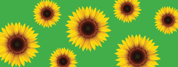 Seven yellow sunflowers on bright green background.