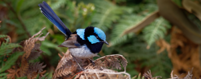 A bright blue and black plumage Superb Fairywren bird with dried fern leaves and blurred green trees in the background.