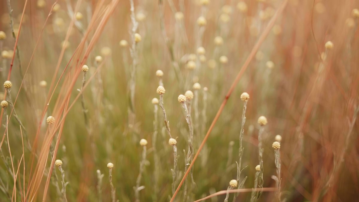 Lush green grass with further grass blurred in the background.