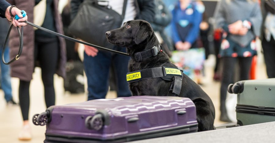 Black biosecurity dog sitting next to purple suitcase.