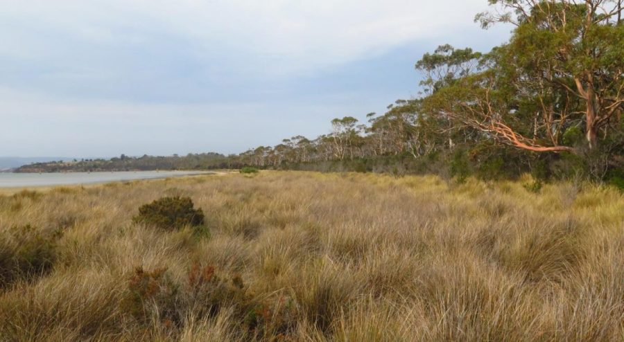 A natural landscape with tall grasses, a line of trees on the right, and a lake on the left.
