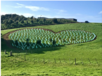 A heart-shaped plantation of young trees on a grassy hillside with green hills, scattered trees, and a building under a clear blue sky in the background.