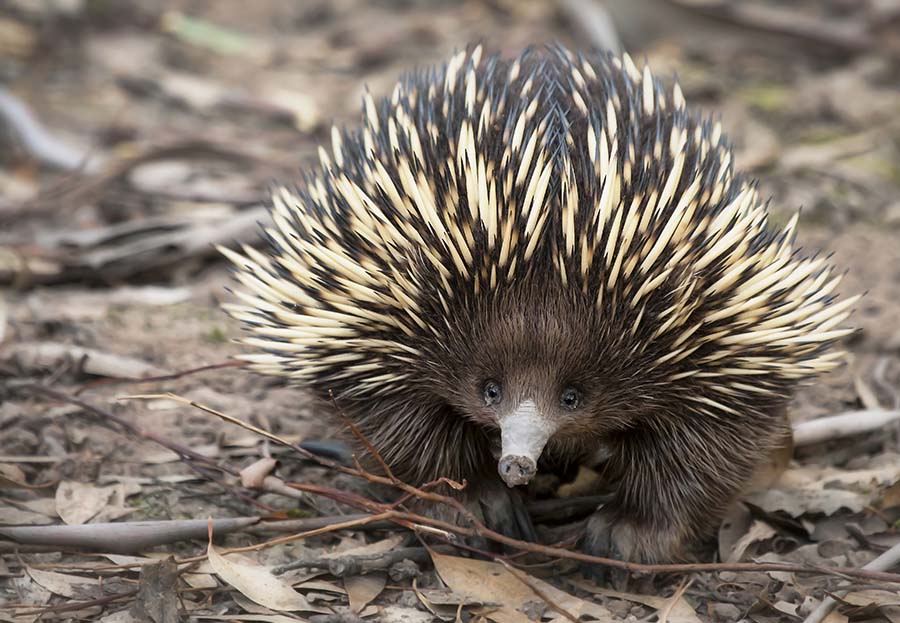 An echidna in a natural landscape.