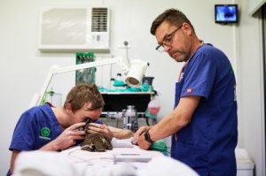 Two veterinary professionals in blue scrubs examining a small animal on a table in a clinical setting. One uses a magnifying tool while the other assists.